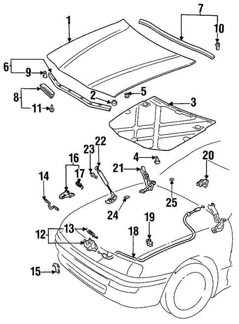 BODY/HOOD & COMPONENTS for 1998 Toyota Avalon #1